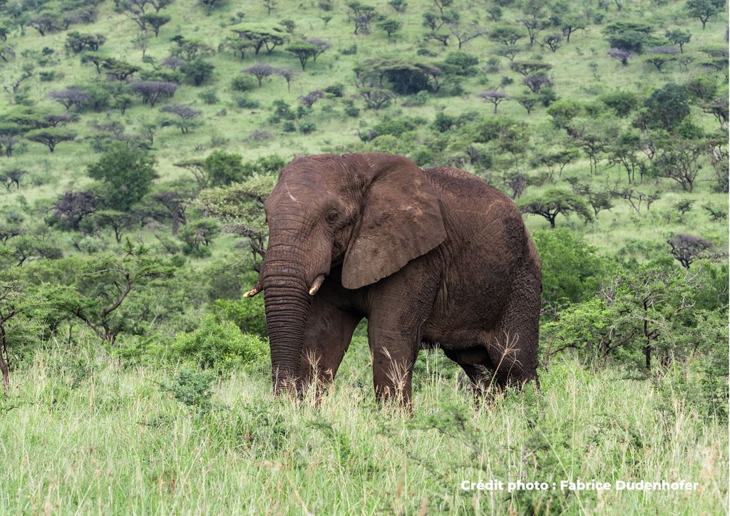 éléphant 